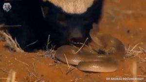 Extreme fight Honey Badger vs Predators , Wild Animals Attack