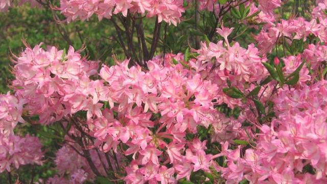 Fast Growing Rhododendron Azalea смотреть онлайн