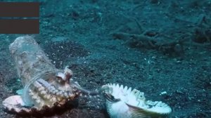 Дайвер уговорил осьминога взять раковину вместо стакана