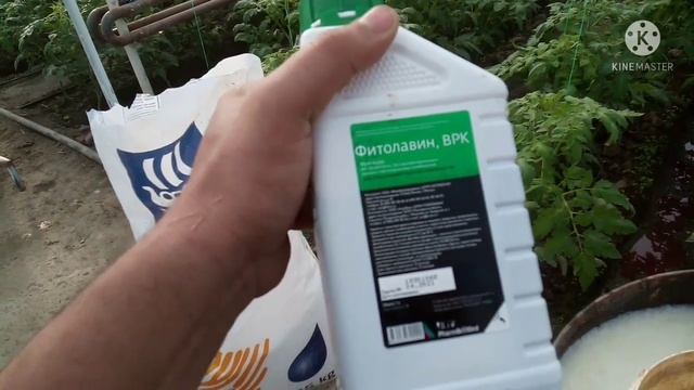 ВИРУСЬ МОЗАИКИ БАКТЕРИЯЛНЫЙ ЗАБОЛЕВАНИЯ РЕЦЕПТ КОТОРЫЙ 90% ДЕЙСТВУЕТ смотреть онлайн