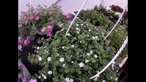 Бакопа.Наш опыт выращивания.