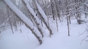 Внимание розыск! Охота на зайцев с гончими пошла не по плану. Повезло, что так всё закончилось.