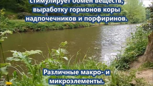 Подорожник - лечебные свойства, описание, какие болезни лечит