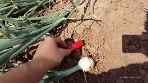 Белый лук Стардаст - лук на выгонку