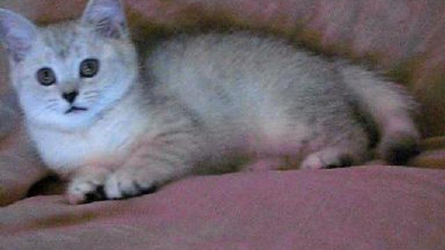 БРИТАНСКИЕ КОТЯТА, ВИСЛОУХИЕ КОТЯТА + ВИДЕО