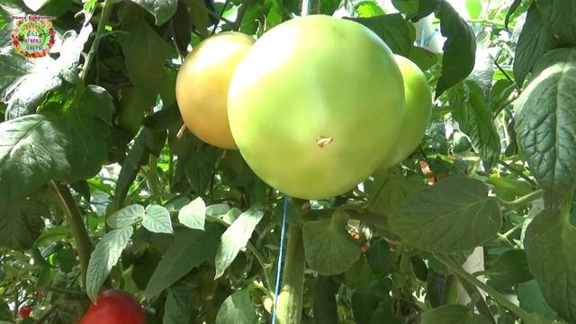 Каким образом можно ускорить созревание помидоров в августе? смотреть онлайн