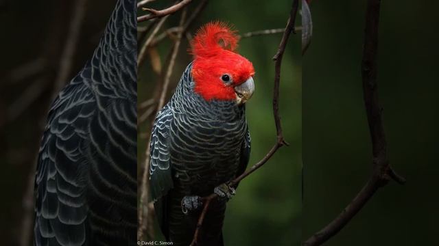 Шлемоносный какаду смотреть онлайн