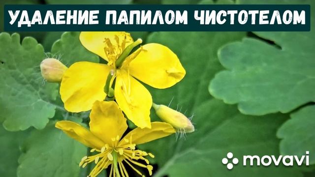 Как вывести папиломы чистотелом? Быстрый и простой способ. Рецепт приготовления сока чистотела.
