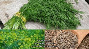 В чем разница между фенхелем и укропом, как их отличить и куда применять