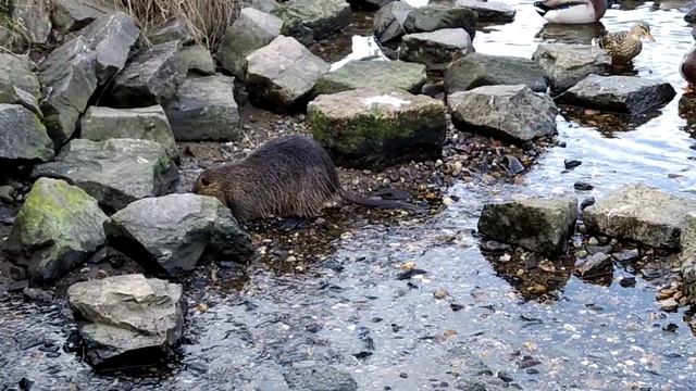 В мире животных. Бобер vs Лебедь смотреть онлайн