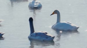 ВОССТАНОВЛЕНИЕ НЕРВНОЙ СИСТЕМЫ! Музыка Для Души!