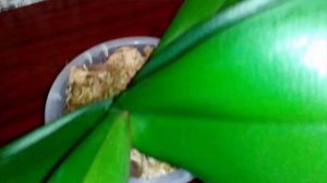 Цитокининовая паста для орхидей! Что у меня получилось? Обзор