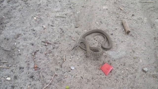 Щитомордник смотреть онлайн