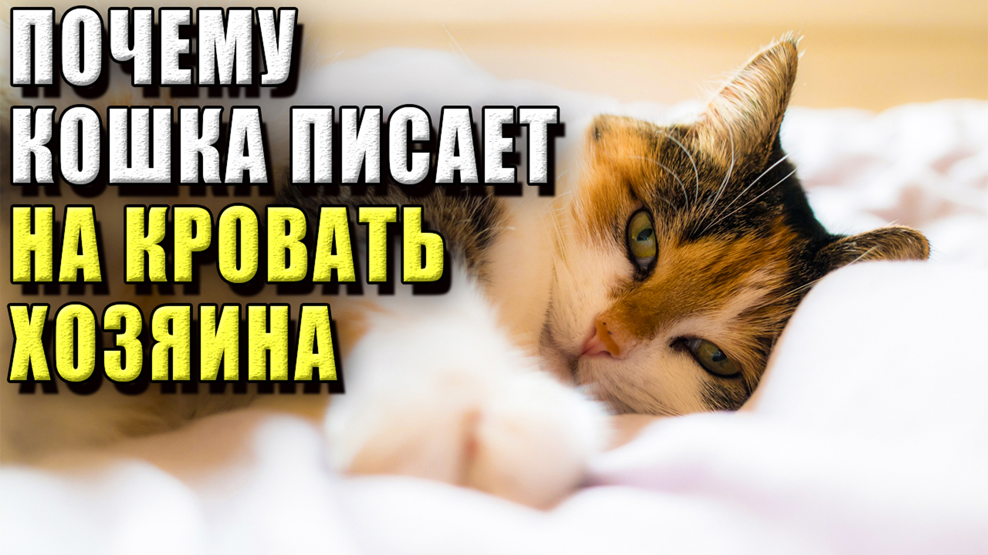 Почему кошка писает на кровать хозяина