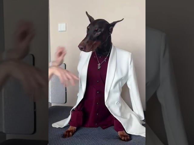 Доберман из Китая стал моделью. смотреть онлайн