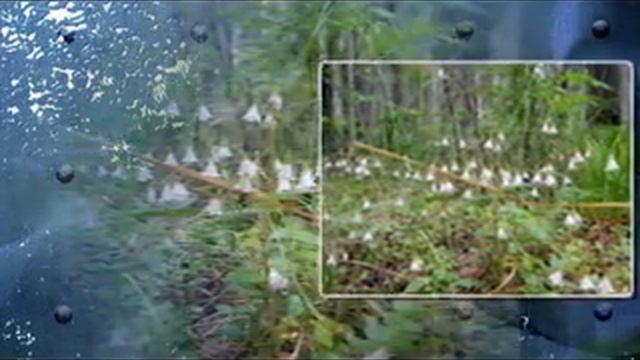 Цветы Усть-Игума.avi смотреть онлайн