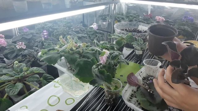 Еще раз, подробно о ВЫРАЩИВАНИИ деток фиалки!!! Как отделить от листа, когда пересаживать и тд!!!