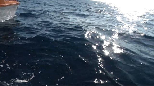 Желтопёрый тунец смотреть онлайн