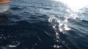 Желтопёрый тунец