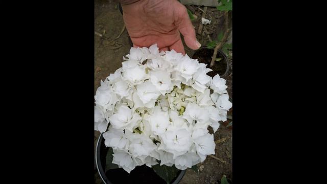 Алексей Щербина (бругмансии)гортензии мой сад смотреть онлайн