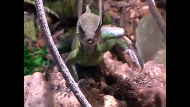 Хамелион Вася. Привет всем!!! смотреть онлайн