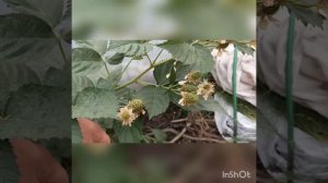 Ремонтантная ежевика Черная Магия (Блек Меджик) в Башкирии