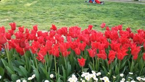 Фестиваль тюльпанов в Стамбуле. Парк Гюльхане.