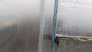 Томат Мей шуай.