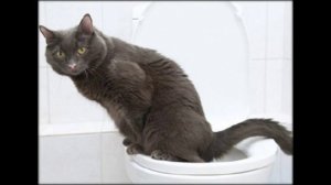 кровь в лотке у кошки