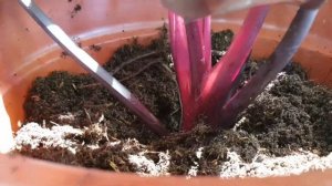 EFFECTIVE SOIL MIX FOR PHILODENDRONS | ACTUAL PROPAGATION #caretips #aroids