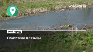 Безопасность речной фауны: в Королёве начали очистку Клязьмы