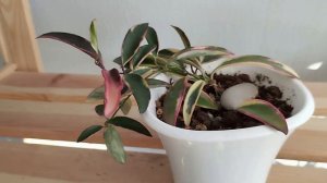 Блиц обзор сорта - хойя kentiana Lori Lynn albomarginata