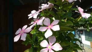 ЛУЧШИЙ ОДНОЛЕТНИК вместо петунии. Катарантус даже в жару цветет прекрасно.