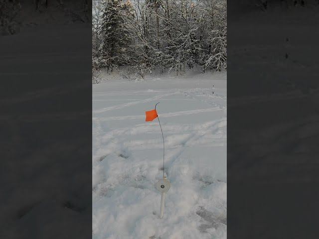 ТОТ САМЫЙ МОМЕНТ КОТОРОГО ЖДЁТ КАЖДЫЙ РЫБАК! #shorts смотреть онлайн