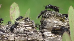 Колония чёрных муравьёв-древоточцев ( Camponotus vagus )