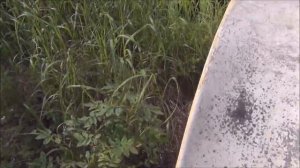 Канадские отшельники. Часть 740. В Москву на рыбалку.