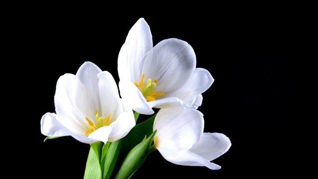 МЕДИТАТИВНАЯ ПРАКТИКА ВНУТРЕНЯЯ УЛЫБКА 2022 Мантек Чиа "КОСМИЧЕСКАЯ ВНУТРЕНЯЯ УЛЫБКА" смотреть онлайн