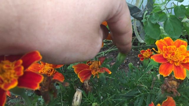 How to Harvest Marigold Seeds смотреть онлайн