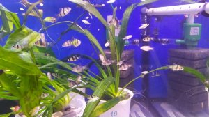 Модернизация аквариумной помпы, доработка и установка.