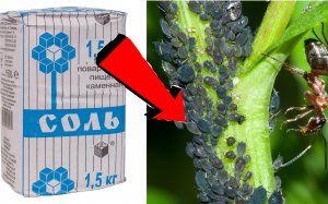 Как быстро избавиться от тли За 3 Секунды...!!!!!...!!!!!..!!!!!