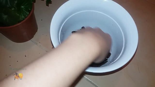 Пересадка бегонии смотреть онлайн