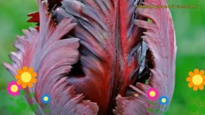 Тюльпан попугайный Блэк Перрот. Краткий обзор, описание характеристик Black Parrot