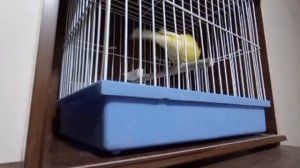 kanareka kanareyka канарека канарейка сайраши sayrashi sayrawi