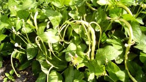 Растения тропических лесов