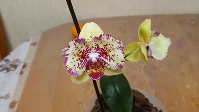 Разные вариации цветения орхидеи ЛЕОПАРД, разочарование или радость через много лет? смотреть онлайн