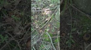 Сбор трюфелей