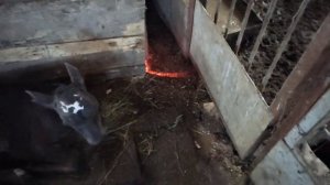 Счастливая фермерша 😁