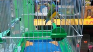 Амадины и Гульдова амадина