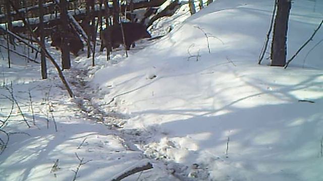 Звериная тропа у подкормочной площадки смотреть онлайн