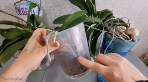 Как вырастить орхидею из детки на цветоносе